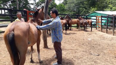 Photo of Faltan vacunas y suben los precios: crece la preocupación por la encefalitis equina en Córdoba