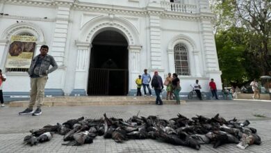 Photo of Triste escena en el centro de Montería: decenas de palomas habrían sido envenenadas