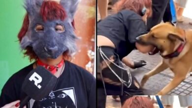 Photo of Joven “therian” desafió a un perro real y vivió momentos de terror
