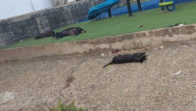 Photo of «Eran parte de la familia»: dolor por la muerte de perros y gatos en San Antonio