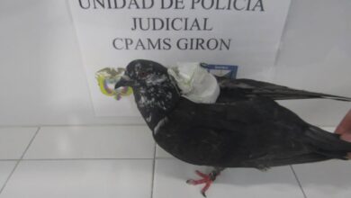 Photo of Paloma fue interceptada por el INPEC cuando llevaba elementos prohibidos a la cárcel de Ibagué